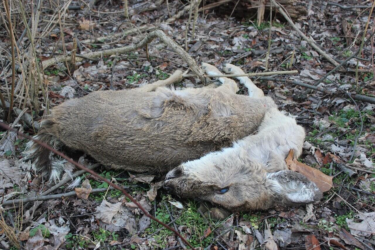 Deer corpse