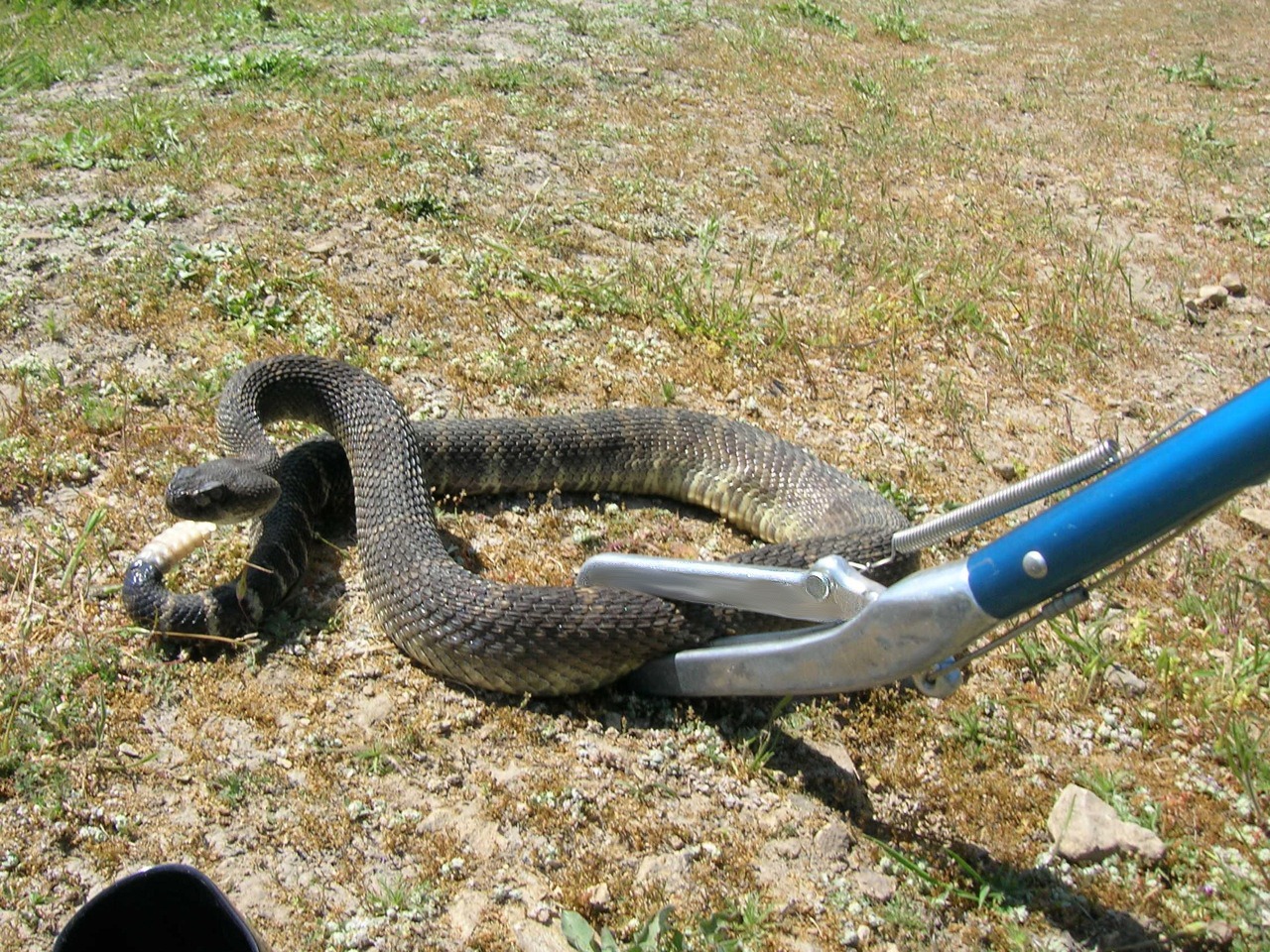 How to catch a snake with snake tongs