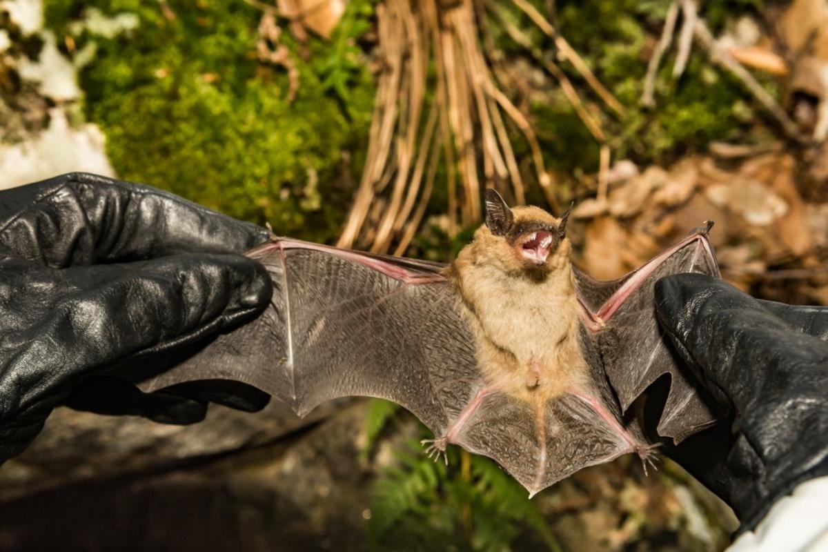 Michigan bats, highlighting their importance to the local ecosystem.