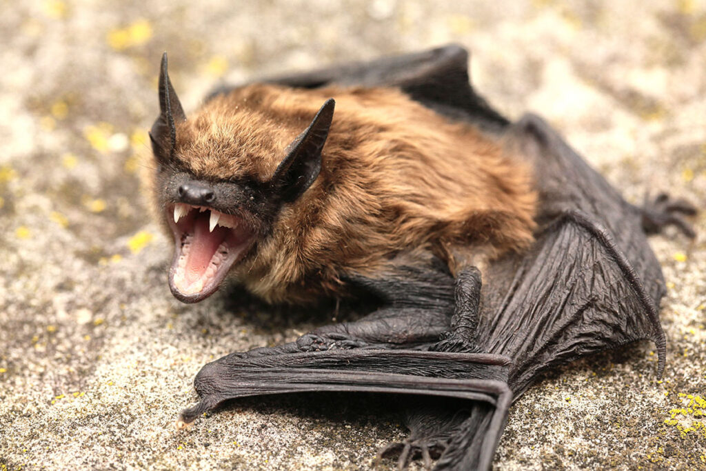 Close-up of a bat