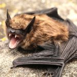 Close-up of a bat