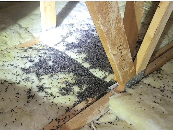 Guano, Bat Droppings in the Attic