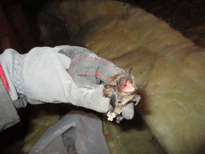 Legal bat removal process, Endangered bats Michigan