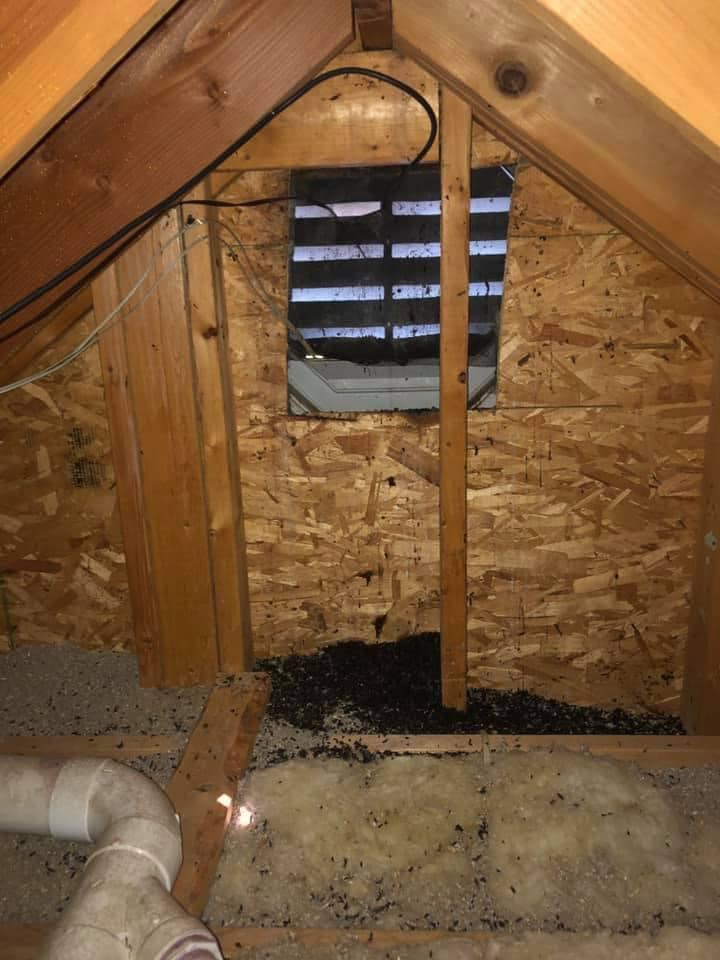 Bat guano in attic showing signs of bat roosting activity, a key indicator for starting the eviction process in Michigan.