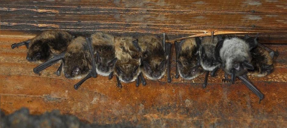 Bats roosting during maternity season in Michigan, a critical period when eviction should be avoided.