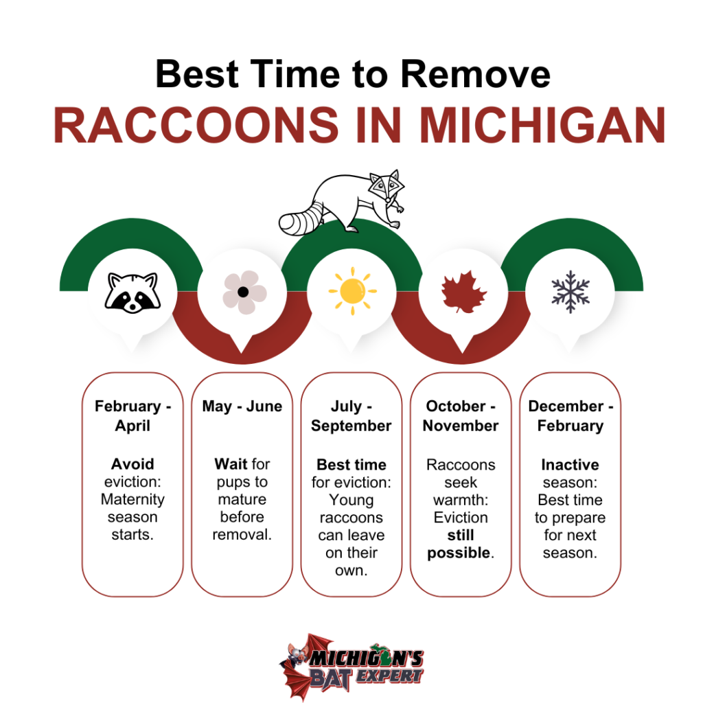 Best Time to Remove Raccoons in Michigan.