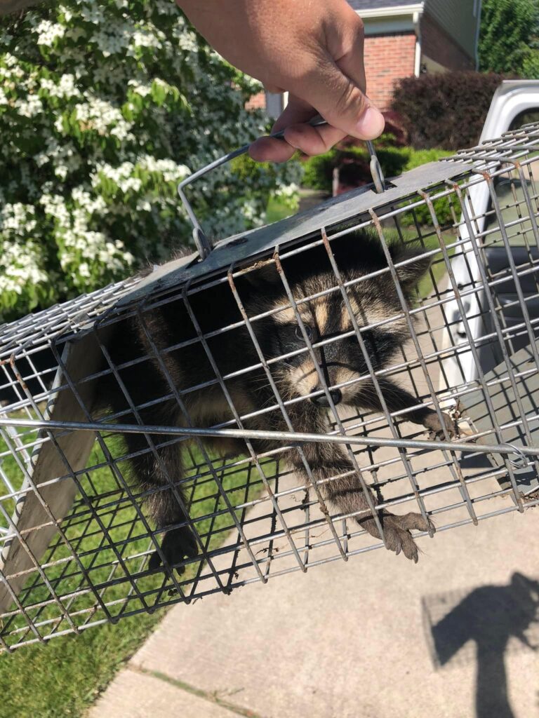 Raccoon safely captured in a humane trap in Michigan, ready for relocation and release into the wild. Professional raccoon removal ensures a safe and legal process.