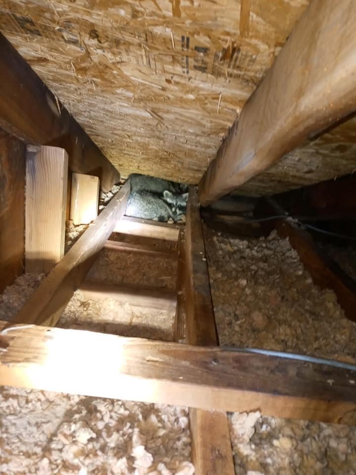 Raccoon in attic in Michigan, one of the common signs of a potential raccoon infestation. Raccoon removal is essential to prevent damage and health risks.