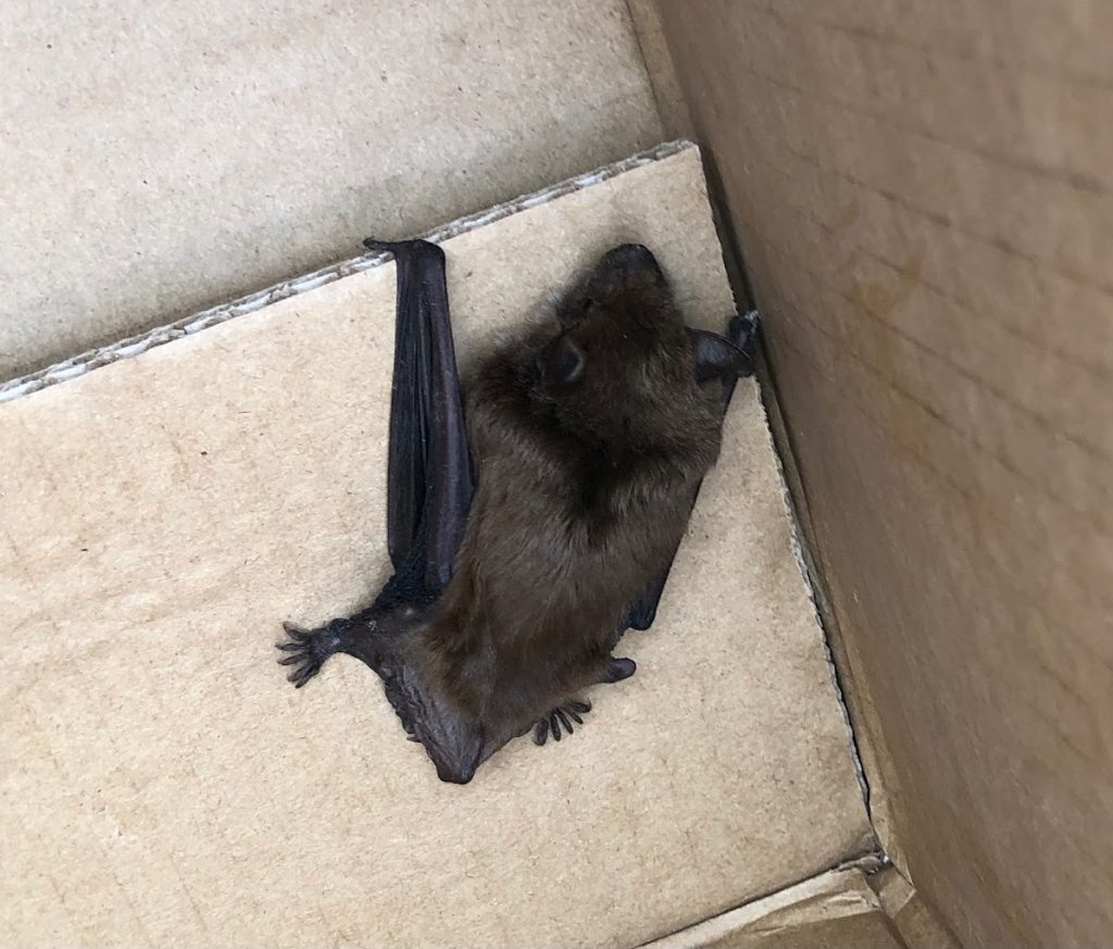 michigan bat removal