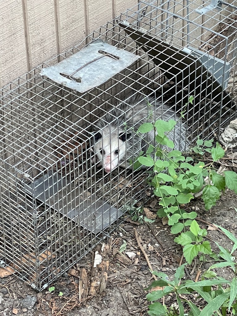 michigan opossum removal