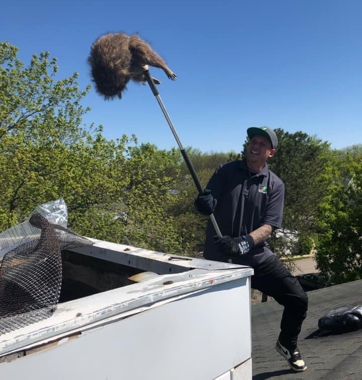 Michigan Wildlife Removal Picture