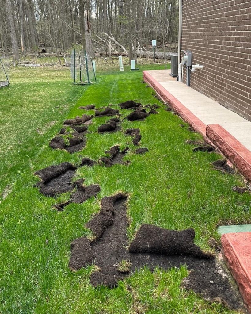 Raccoon damage in backyard before professional wildlife removal