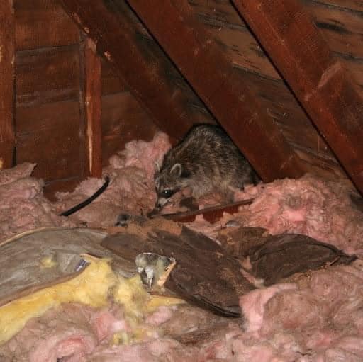 Raccoon inside an attic before professional wildlife removal in Michigan