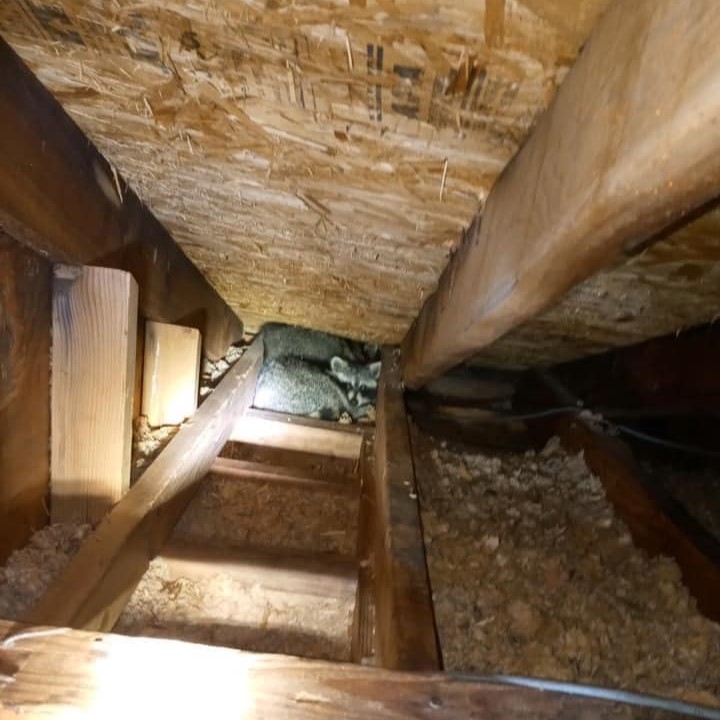 Raccoon infestation in attic requiring humane removal and relocation