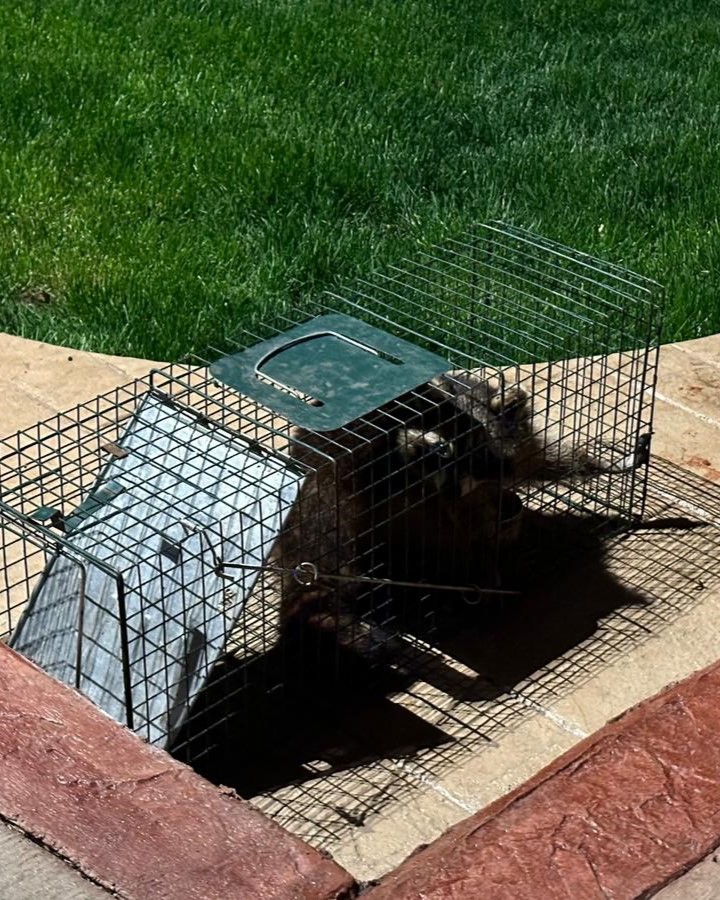 Humane raccoon removal using a live trap by Michigan's Bat Experts