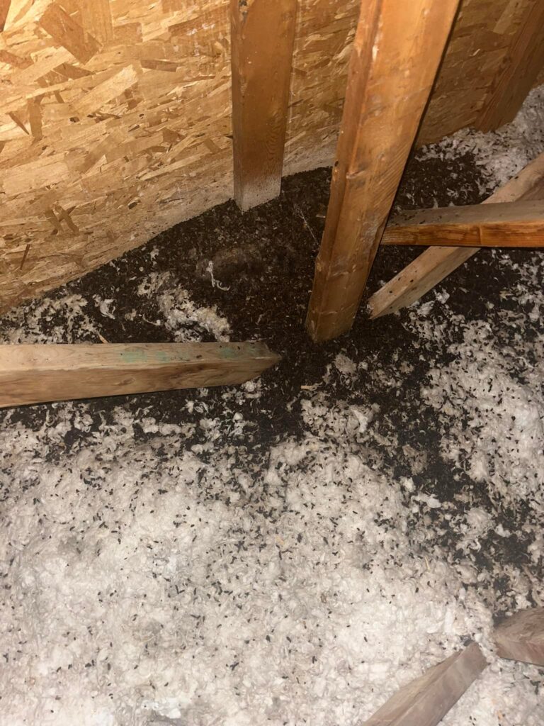 Close-up image of bat guano in an attic, clearly indicating bat presence and the need to address infestations for a safe, healthy home.