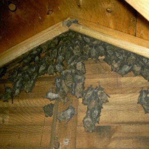 Bat Removal Michigan