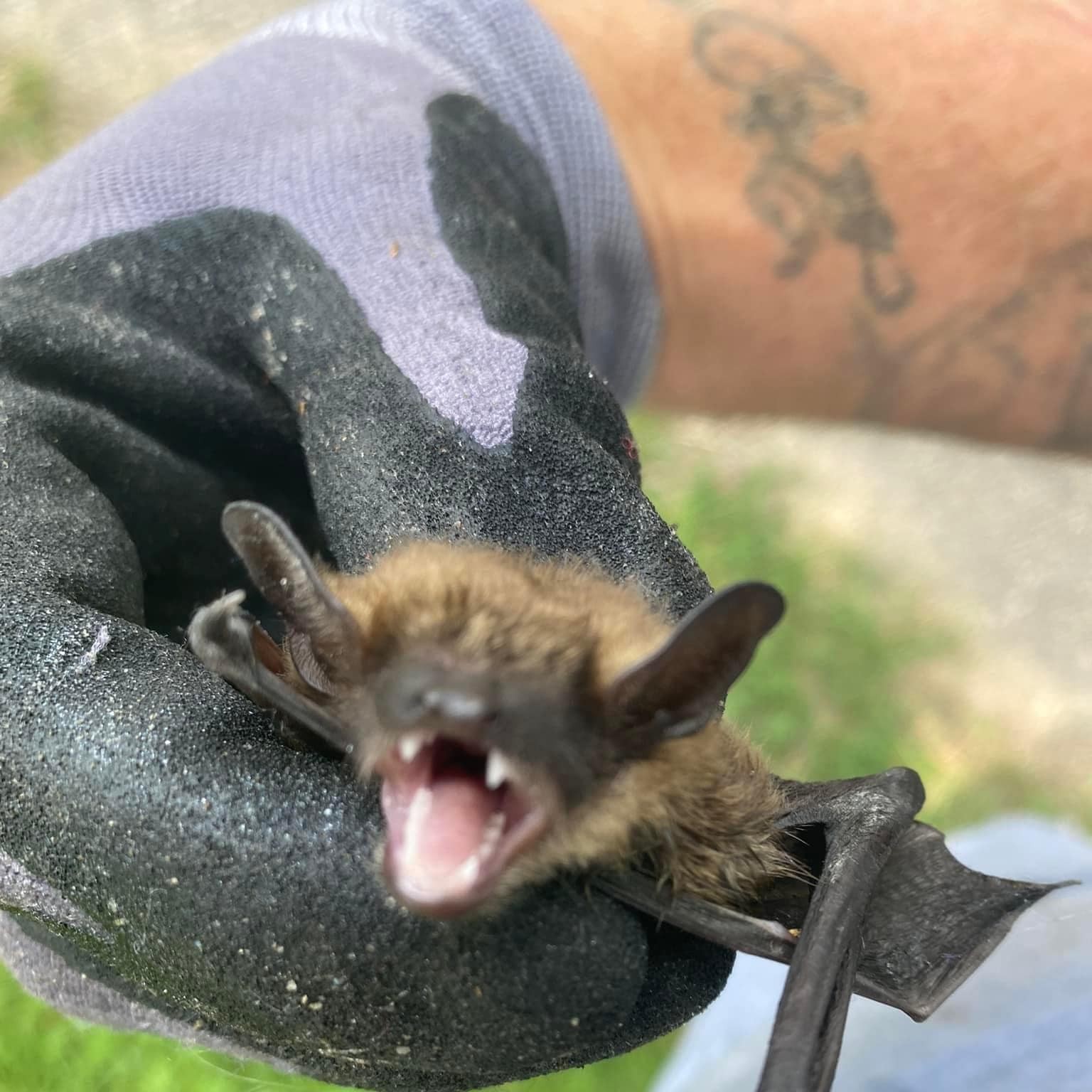 Bat Removal Clarkston Michigan