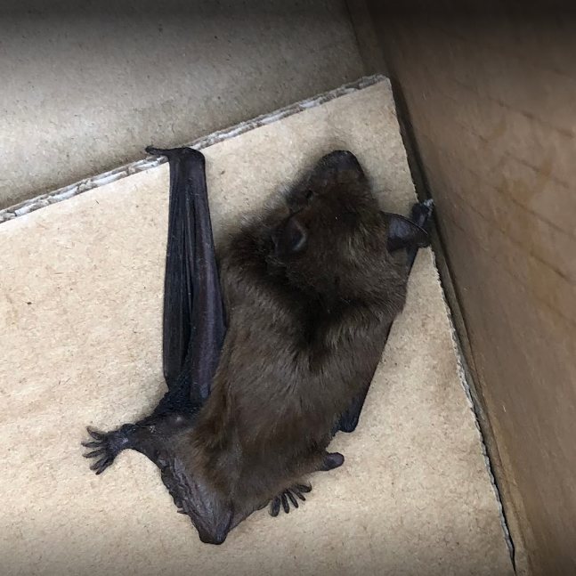 Bat Removal Sterling Heights Michigan