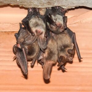 live bat exclusion