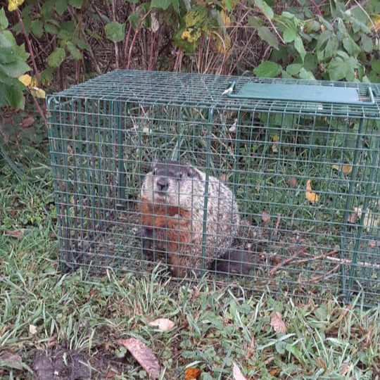 Groundhog Removal Michigan