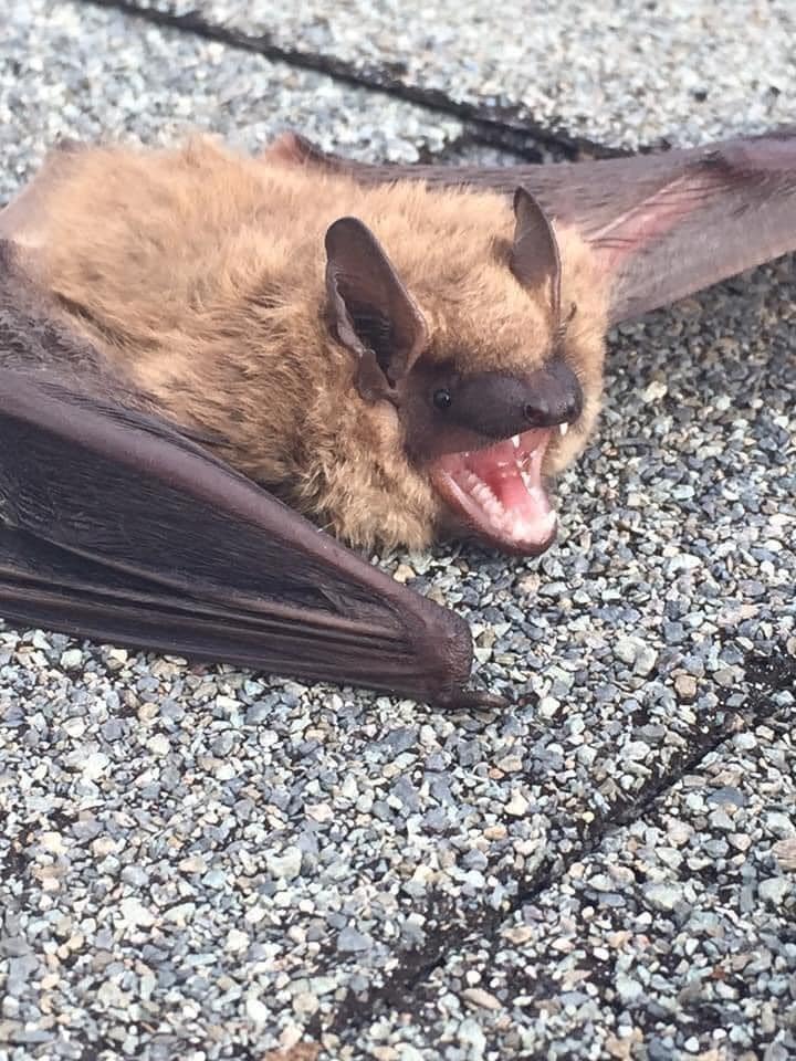 Little brown Michigan bat.