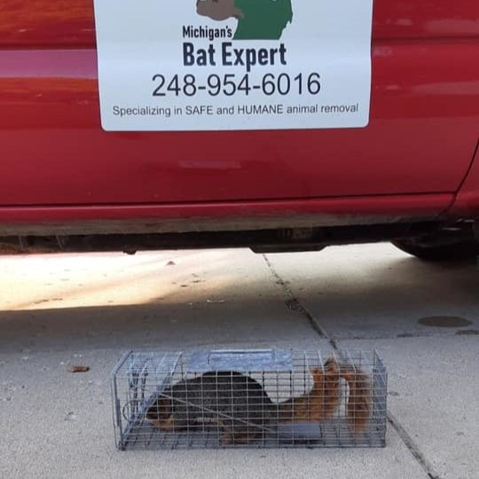 Squirrel Removal Sterling Heights Michigan