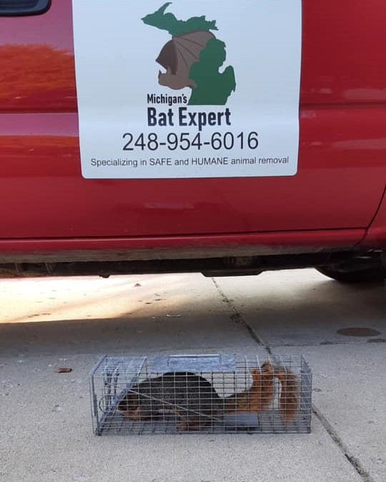 michigans bat expert safe wildlife removal warren