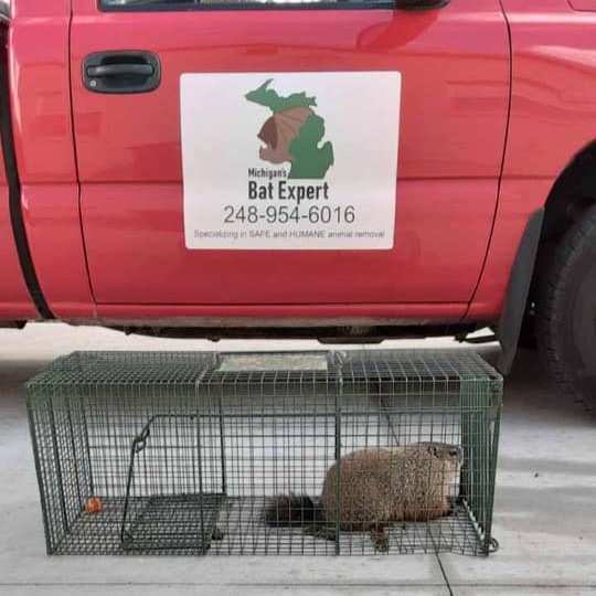 Groundhog Removal Clarkston