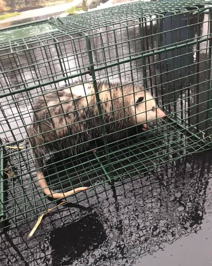 opossum Removal Clarkston Michigan's Bat Expert