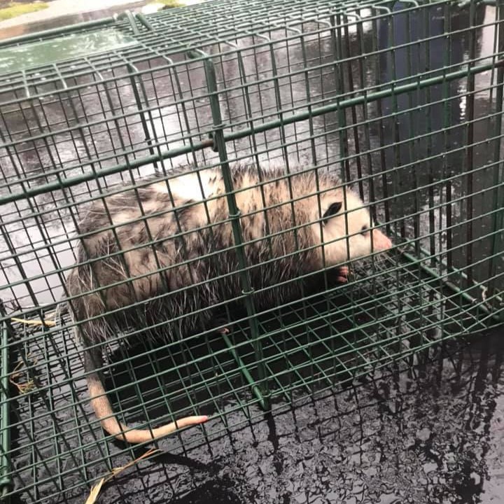 opossum removal waterford township