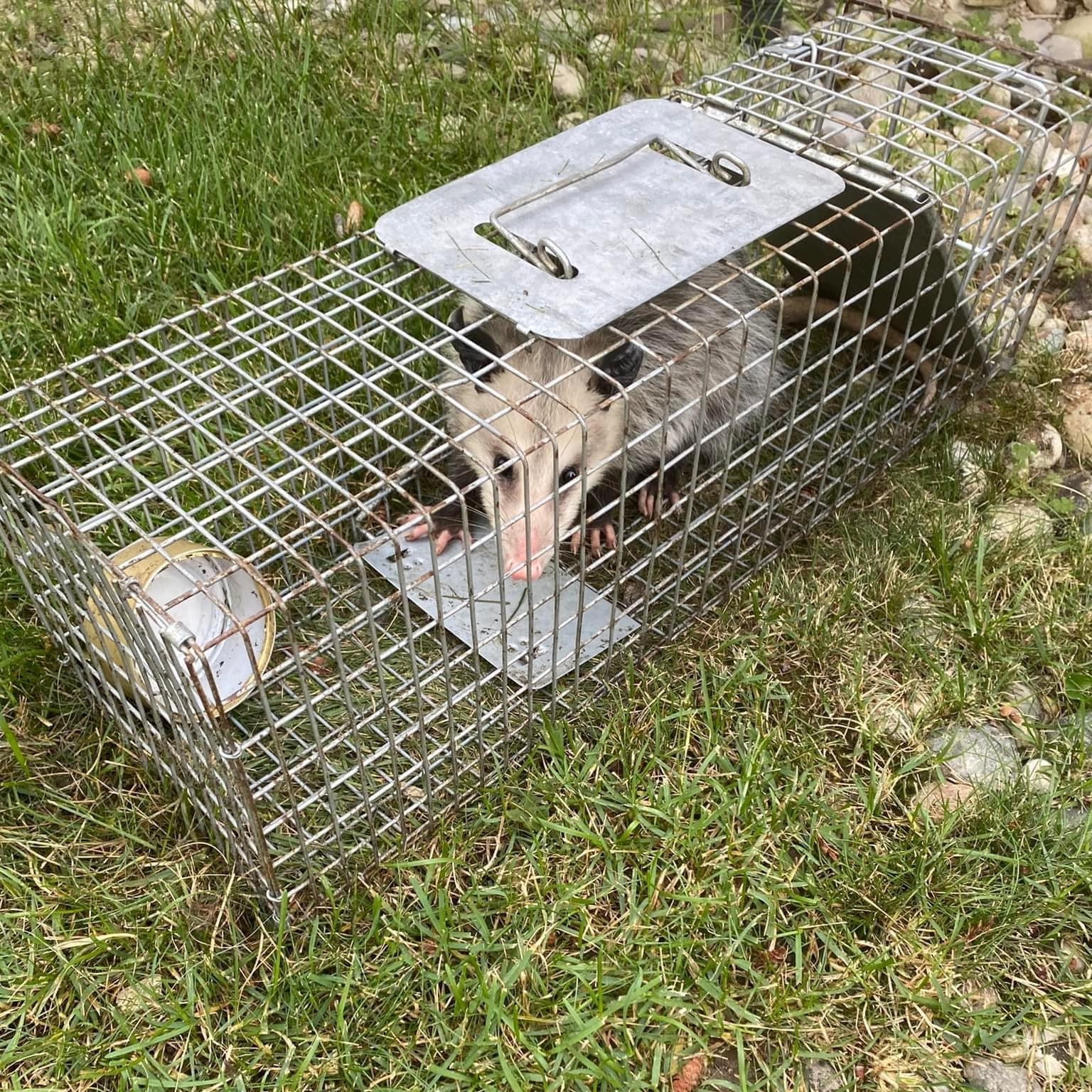 Opossum Removal Sterling Heights Michigan