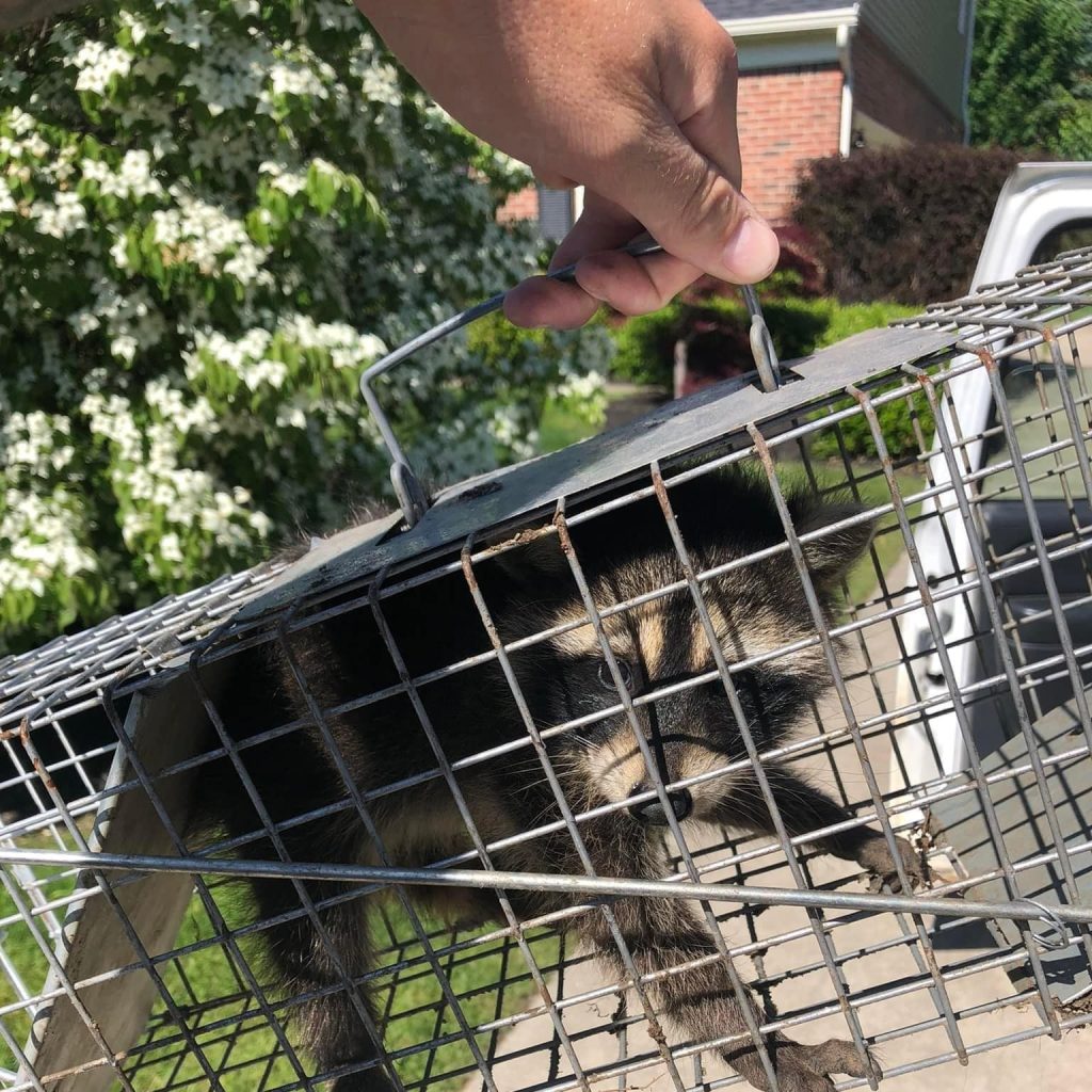 Raccoon Removal Auburn Hills