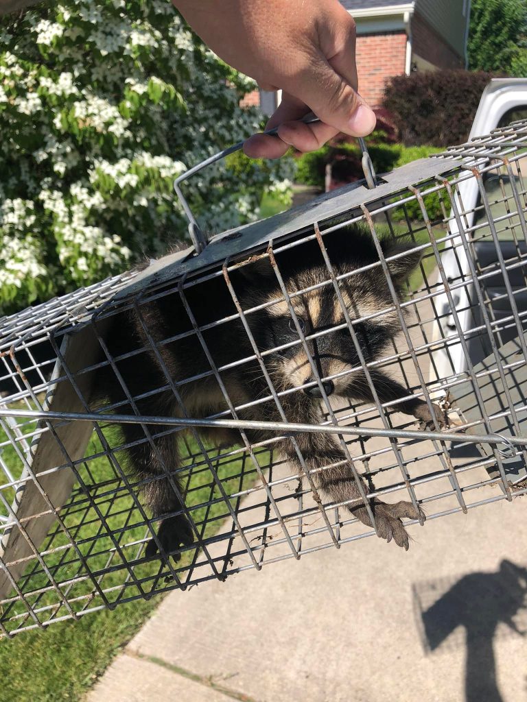 safe and humane raccoon removal in burton, michigan