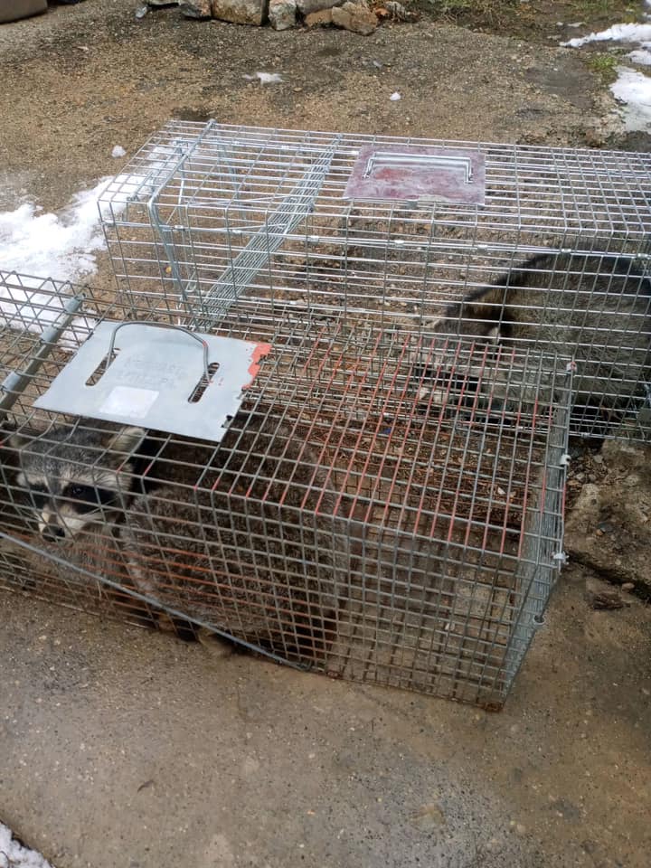 michigan raccoon removal lapeer