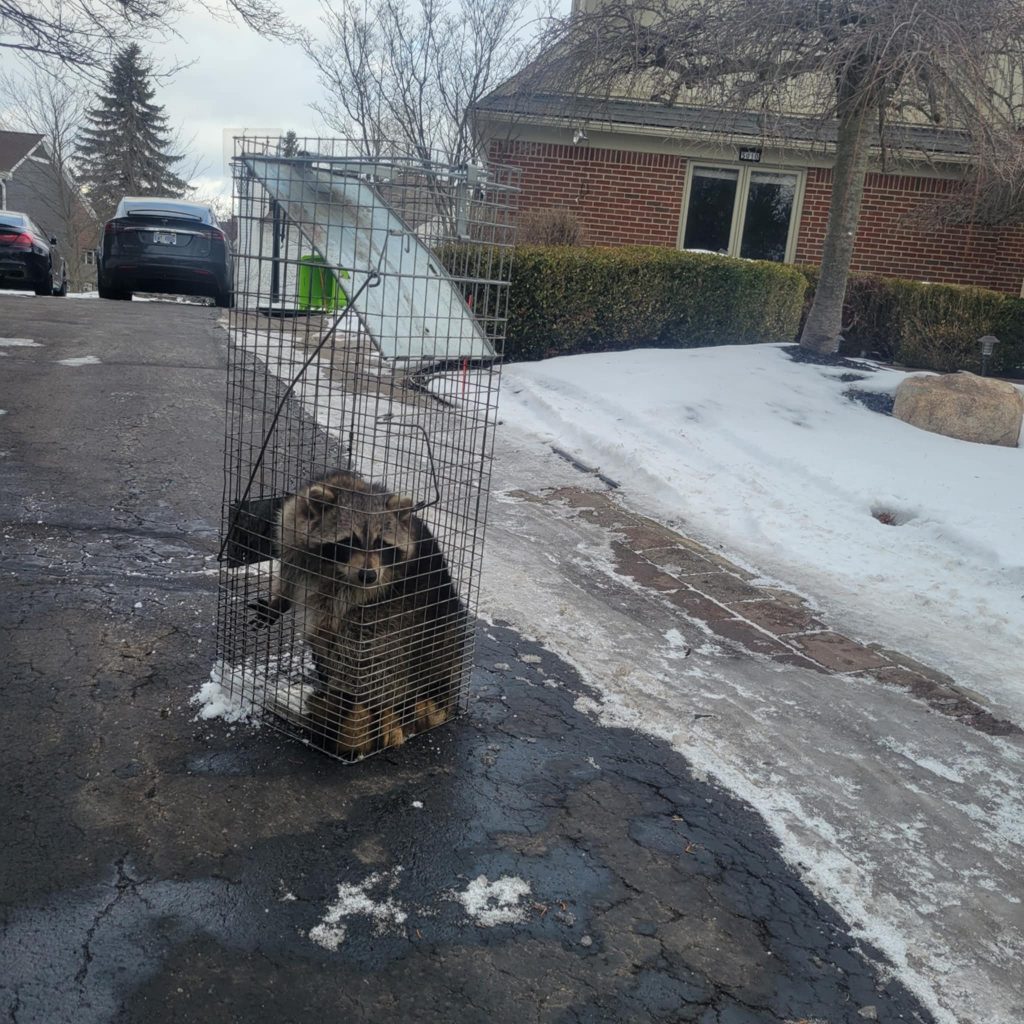 raccoon removal in laingsburg michigans bat expert