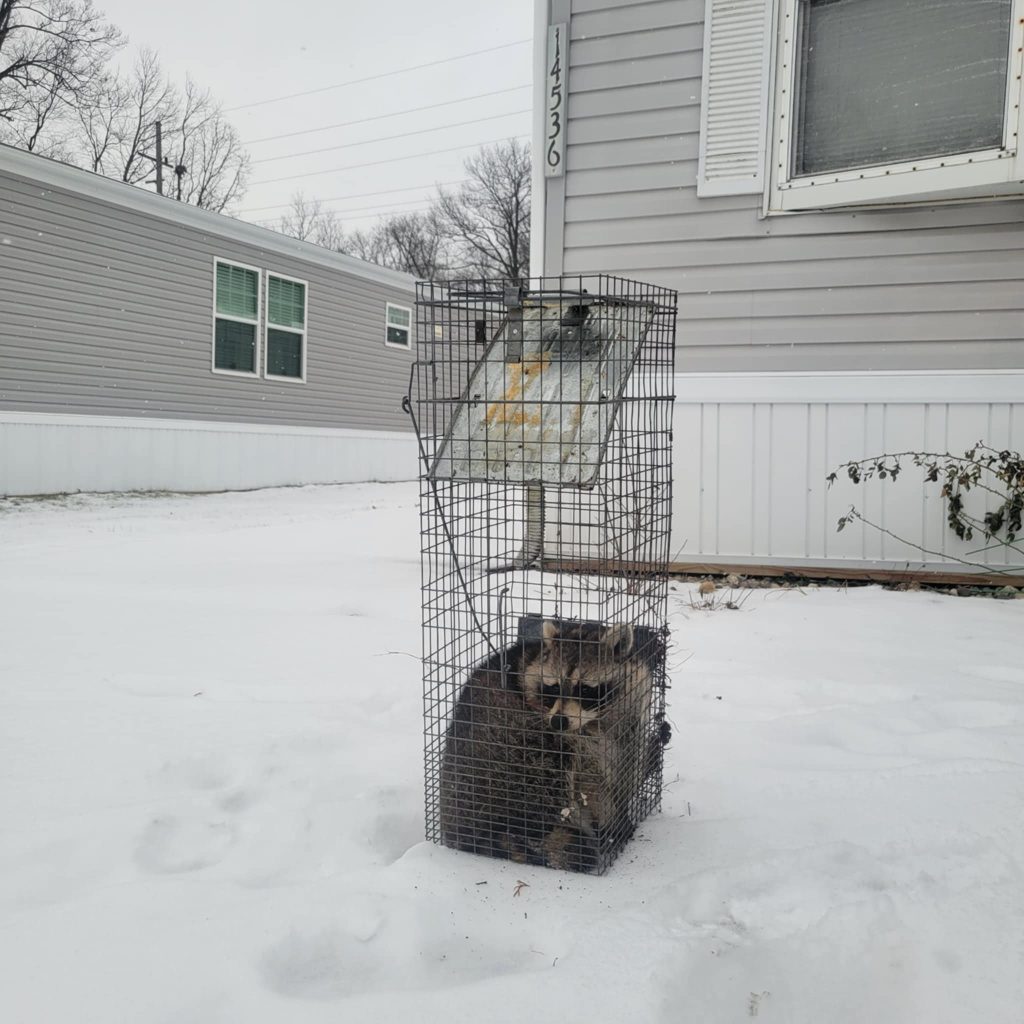 laingsburg wildlife control