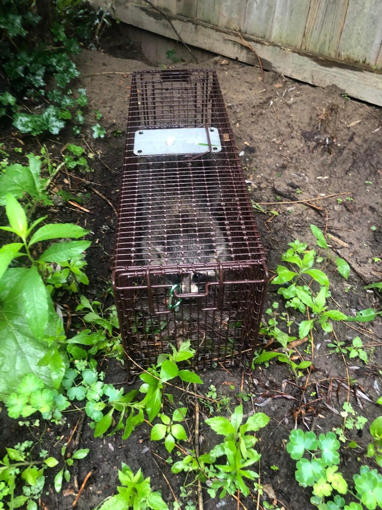 wildlife trapping and relocation howell michigan