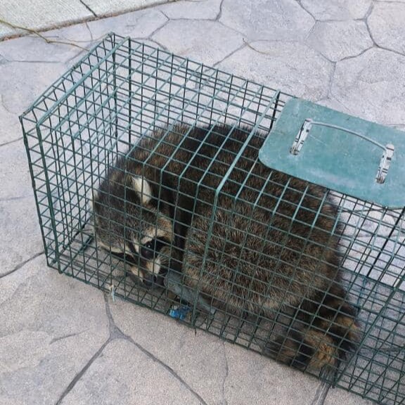 Raccoon Removal Waterford Township MI