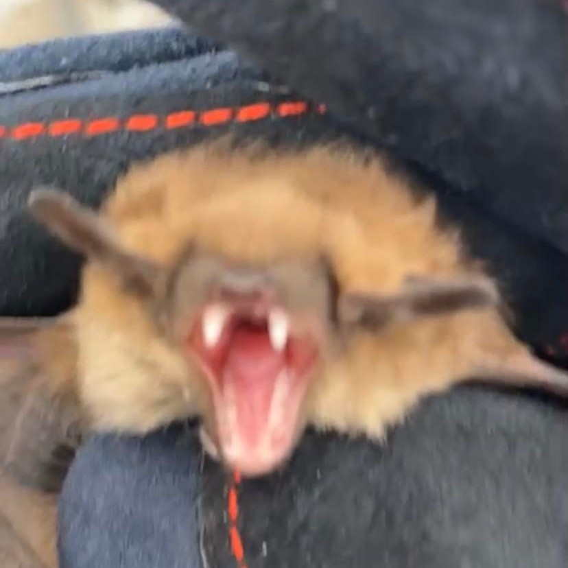 Bat Removal White Lake Township Michigan