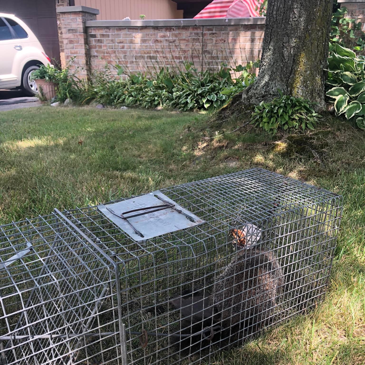 groundhog removal commerce township michigan