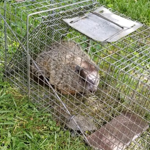 Groundhog Removal Rochester Hills