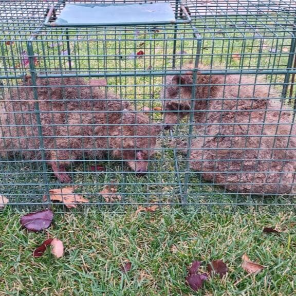 Groundhog Removal White Lake Township Michigan