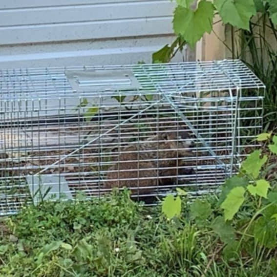 groundhog removal bloomfield hills michigan