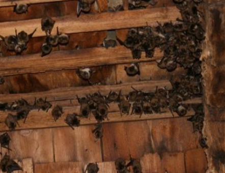 Waterford Township Bat Exclusion Service