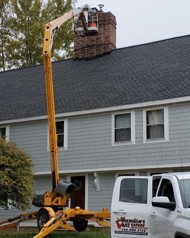 Michigan's Bat Expert Safe Raccoon Removal White Lake Township