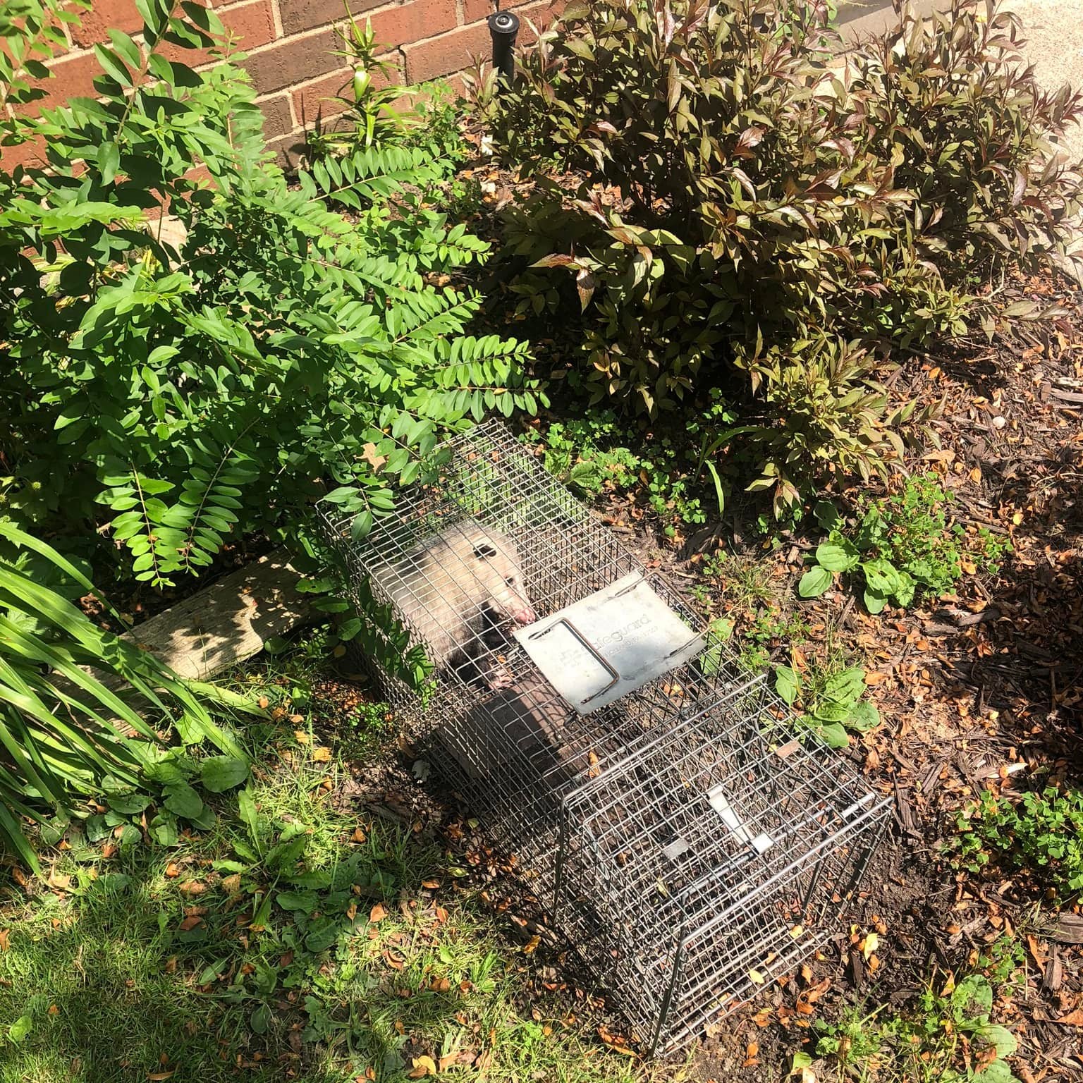 opossum removal bloomfield hills michigan