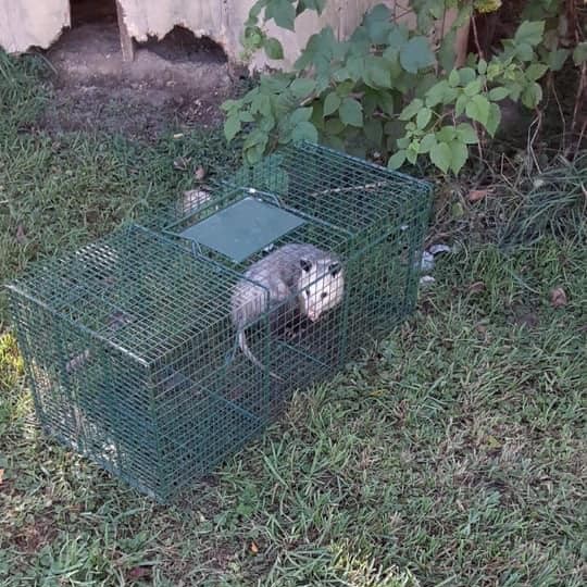 Opossum Removal Rochester Hills