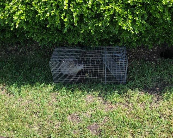 Opossum Removal by Michigan's Bat Expert