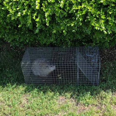 Opossum Removal White Lake Township Michigan